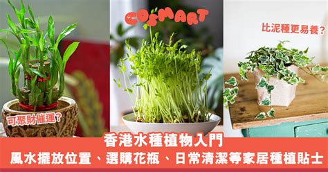 家居水種植物|水種植物新手入門！ 15 種室內植物推薦 種植好處/開運寓意/風格。